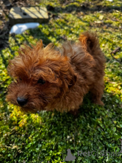 Zdjęcie №2 do zapowiedźy № 136549 na sprzedaż  pudel (zabawka) - wkupić się Rumunia prywatne ogłoszenie