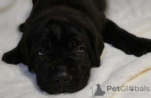 Zdjęcie №1. akita (rasa psa) - na sprzedaż w Bregenz | 1622zł | Zapowiedź №161323