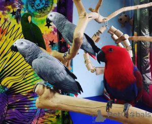 Zdjęcie №1. szpic niemiecki, wyżeł niemiecki szorstkowłosy, sznaucer olbrzym, golden retriever - na sprzedaż w Kalifornijska wąwóz | negocjowane | Zapowiedź №145252