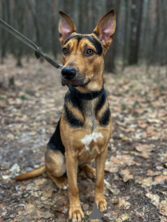 Zdjęcie №3. Inteligentny, towarzyski, wesoły Rocky szuka domu!. Federacja Rosyjska