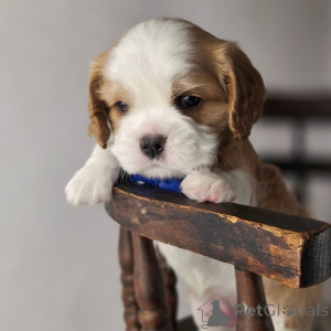 Zdjęcie №3. Poznaj Olivera, naszego uroczego małego odkrywcę, który podbija serca każdym. Finlandia