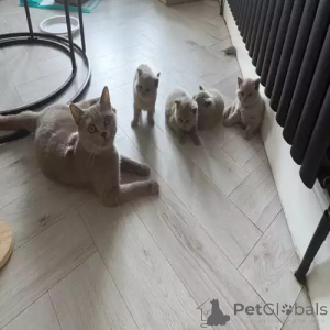 Zdjęcie №2 do zapowiedźy № 167254 na sprzedaż  kot brytyjski krótkowłosy - wkupić się Niemcy prywatne ogłoszenie