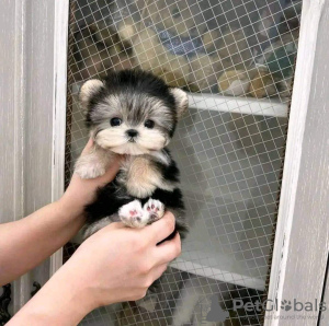 Zdjęcie №2 do zapowiedźy № 78603 na sprzedaż   - wkupić się Grecja prywatne ogłoszenie