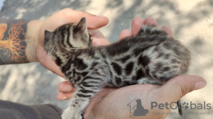 Zdjęcie №2 do zapowiedźy № 13481 na sprzedaż  kot bengalski - wkupić się Ukraina prywatne ogłoszenie, hodowca