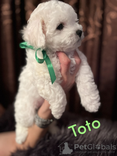 Zdjęcie №4. Sprzedam bichon frise w Smederevo. hodowca - cena - negocjowane