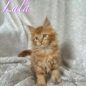 Zdjęcie №1. maine coon - na sprzedaż w Hamburg | 1818zł | Zapowiedź № 167255