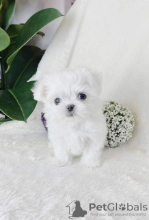 Zdjęcie №2 do zapowiedźy № 125616 na sprzedaż  maltańczyk - wkupić się Wielka Brytania 