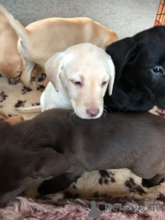 Zdjęcie №1. labrador retriever - na sprzedaż w Las | 2392zł | Zapowiedź №159436