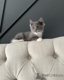 Zdjęcie №1. ragdoll - na sprzedaż w Ellmau | negocjowane | Zapowiedź № 156534