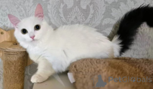 Zdjęcie №4. Sprzedam munchkin w Amstetten. hodowca - cena - negocjowane