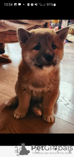 Dodatkowe zdjęcia: Shiba Inu, metryki ZKwP