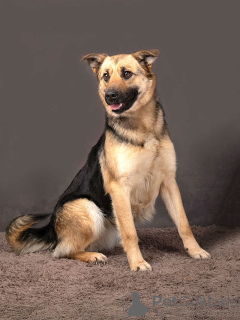 Zdjęcie №4. Sprzedam pies nierasowy w Moskova. prywatne ogłoszenie - cena - Bezpłatny