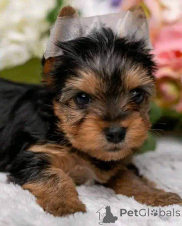 Zdjęcie №2 do zapowiedźy № 137182 na sprzedaż  yorkshire terrier - wkupić się Niemcy prywatne ogłoszenie, hodowca