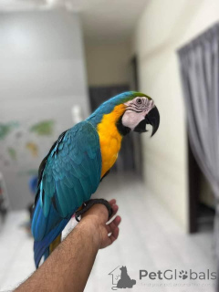 Zdjęcie №1. pies nierasowy - na sprzedaż w Caspian Industrial Town | negocjowane | Zapowiedź №143954