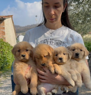 Zdjęcie №1. golden retriever - na sprzedaż w Alberville | negocjowane | Zapowiedź №167211