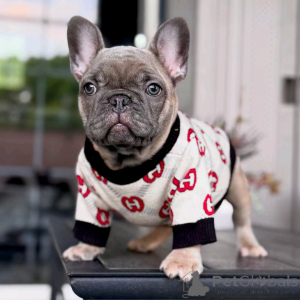 Zdjęcie №3. Französische Bulldogge Welpen Zur Adoption. Niemcy