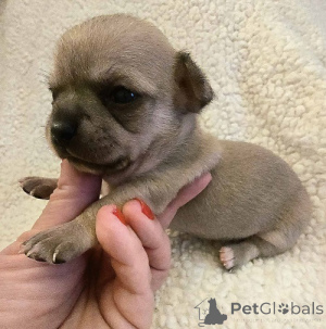 Zdjęcie №4. Sprzedam chihuahua (rasa psów) w Zrenjanin. hodowca - cena - negocjowane