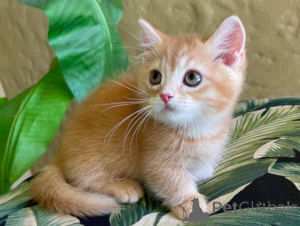 Zdjęcie №1. munchkin - na sprzedaż w Dikirh | 1674zł | Zapowiedź № 151486