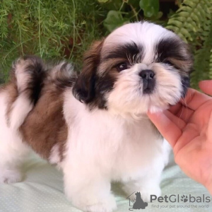 Zdjęcie №1. shih tzu - na sprzedaż w Glyfada | negocjowane | Zapowiedź №129928