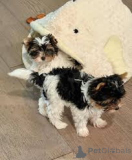 Zdjęcie №2 do zapowiedźy № 160984 na sprzedaż  yorkshire terrier - wkupić się Francja prywatne ogłoszenie, hodowca