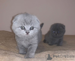 Zdjęcie №1. scottish fold - na sprzedaż w Jork | Bezpłatny | Zapowiedź № 105378