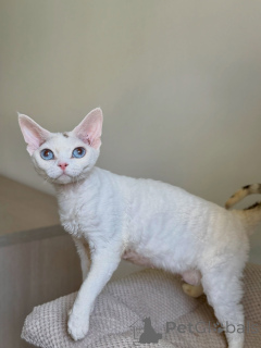 Zdjęcie №2 do zapowiedźy № 178139 na sprzedaż  devon rex - wkupić się Francja hodowca