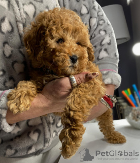 Zdjęcie №4. Sprzedam pudel (zabawka) w Belgrad.  - cena - negocjowane