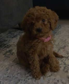 Zdjęcie №3. Wszkolona w toalecie zabawka pudla. Holandia