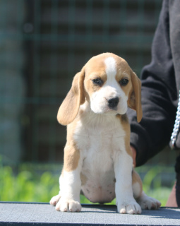 Zdjęcie №2 do zapowiedźy № 2897 na sprzedaż  beagle (rasa psa) - wkupić się Białoruś od żłobka