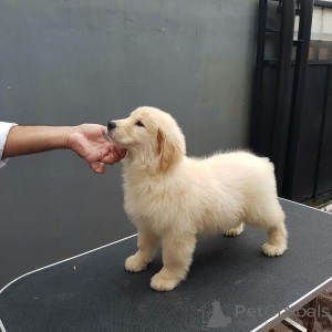 Zdjęcie №3. Dostępne zdrowe, urocze i uspołecznione szczenięta Golden Retriever. Niemcy