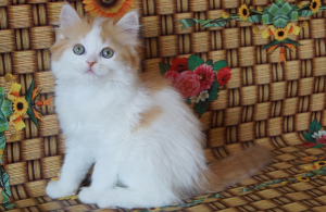 Zdjęcie №3. Urocze szkockie foki. Ukraina