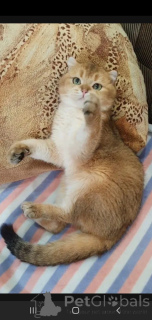 Zdjęcie №4. Sprzedam scottish straight w Tambow. hodowca - cena - 516zł