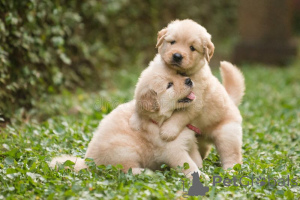 Zdjęcie №1. golden retriever - na sprzedaż w Monachium | negocjowane | Zapowiedź №163585