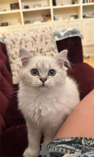 Zdjęcie №1. kot brytyjski długowłosy - na sprzedaż w Affalterbach | 1674zł | Zapowiedź № 151547