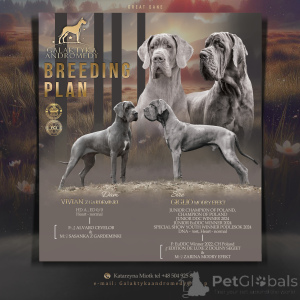 Zdjęcie №3. Dog niemiecki błękitny. Polska