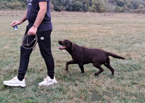 Dodatkowe zdjęcia: Labrador gotowy do krycia