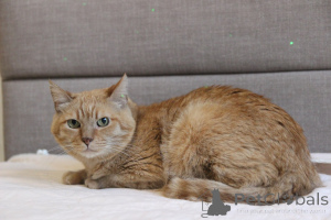 Zdjęcie №2 do zapowiedźy № 139190 na sprzedaż   - wkupić się Białoruś ze schronu