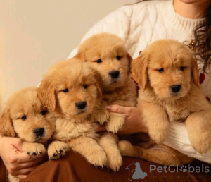 Zdjęcie №1. golden retriever - na sprzedaż w Berlin | 3827zł | Zapowiedź №137163
