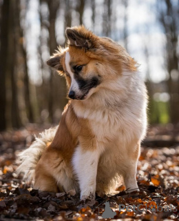 Zdjęcie №1. islandzki szpic pasterski - na sprzedaż w Aizlingen | 2392zł | Zapowiedź №157830