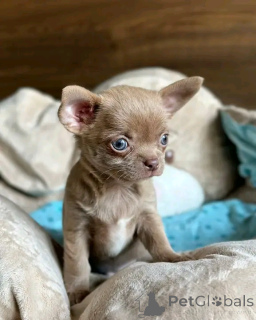 Zdjęcie №2 do zapowiedźy № 165374 na sprzedaż  chihuahua (rasa psów) - wkupić się Niemcy prywatne ogłoszenie, ze schronu