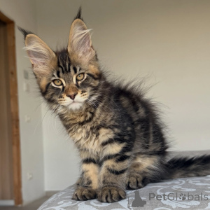 Zdjęcie №3. Puszyste Maine Coon Babies o słodkim temperamencie i wyglądzie najwyższej. Szwecja