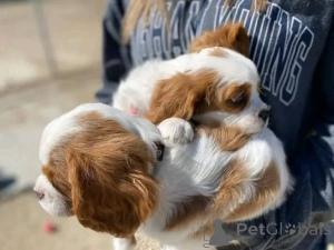 Zdjęcie №3. Cavalier-King-Charles-Welpen zur Adopcja! Wir freuen uns, Ihnen unseren. Niemcy