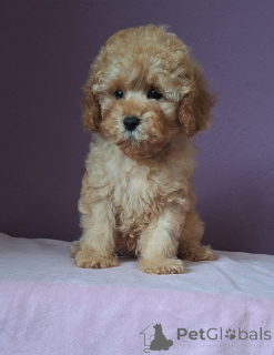 Zdjęcie №2 do zapowiedźy № 156648 na sprzedaż  pudel (zabawka) - wkupić się Białoruś 