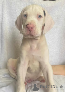 Zdjęcie №4. Sprzedam dog niemiecki w Zrenjanin. hodowca - cena - negocjowane