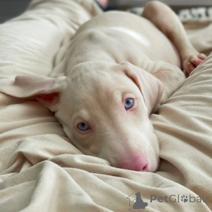 Zdjęcie №2 do zapowiedźy № 144454 na sprzedaż  doberman - wkupić się Niemcy prywatne ogłoszenie