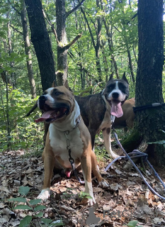 Zdjęcie №4. Sprzedam american mastiff w Białoruś. prywatne ogłoszenie - cena - 957zł