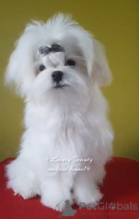 Zdjęcie №3. Bezpsowe szczenięta maltańczyka.. Ukraina