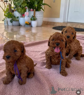 Zdjęcie №1. pies nierasowy - na sprzedaż w Schwerte | negocjowane | Zapowiedź №164341