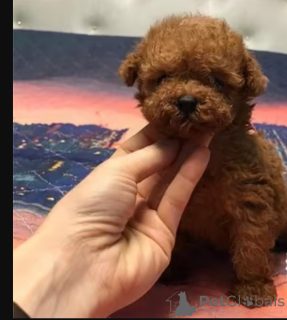 Zdjęcie №1.  - na sprzedaż w Bristol | Bezpłatny | Zapowiedź №163247