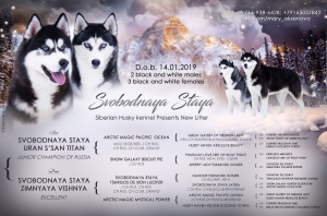 Zdjęcie №3. Wspaniała dziewczyna Husky. Federacja Rosyjska